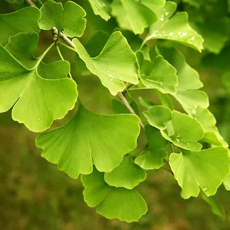 Tatil Evi Les 3 Bilobas