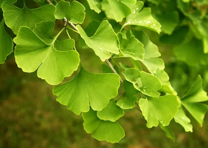 Tatil Evi Les 3 Bilobas